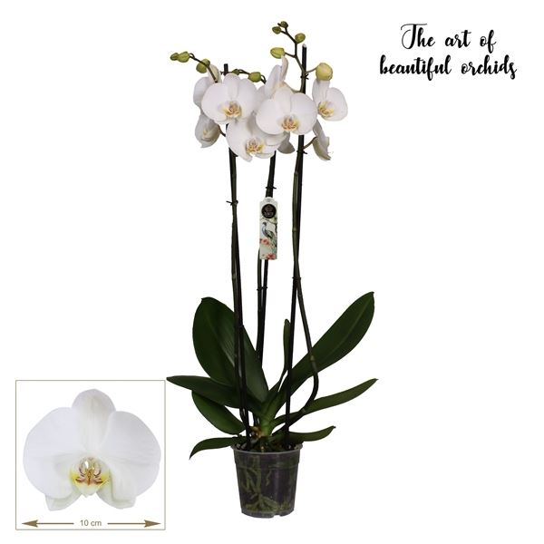 Phalaenopsis york 1 Phalaenopsis york