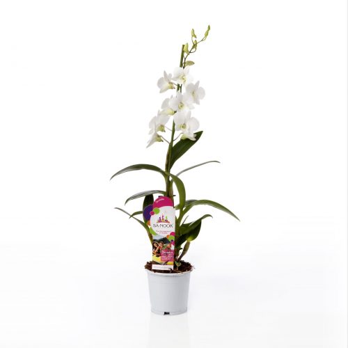 Dendrobium sa-nook coconut dream