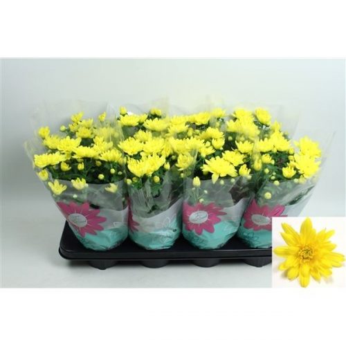 Chrysanthemum ind. mount carmel