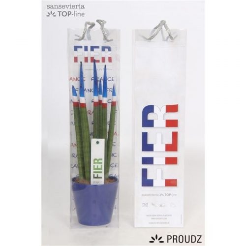 Sansevieria cilindrica proudz frankrijk