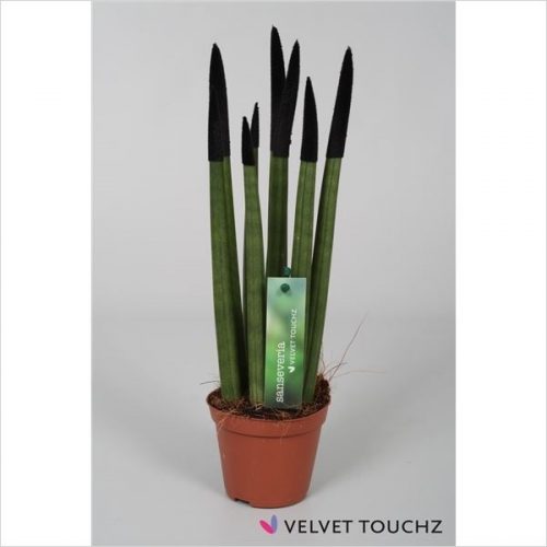 Sansevieria cylindrica spaghetti velvet svt09zk10