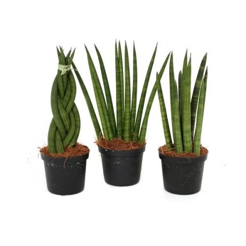 Sansevieria sa46 cylindrica mix