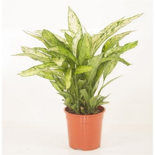 Dieffenbachia vesuvius
