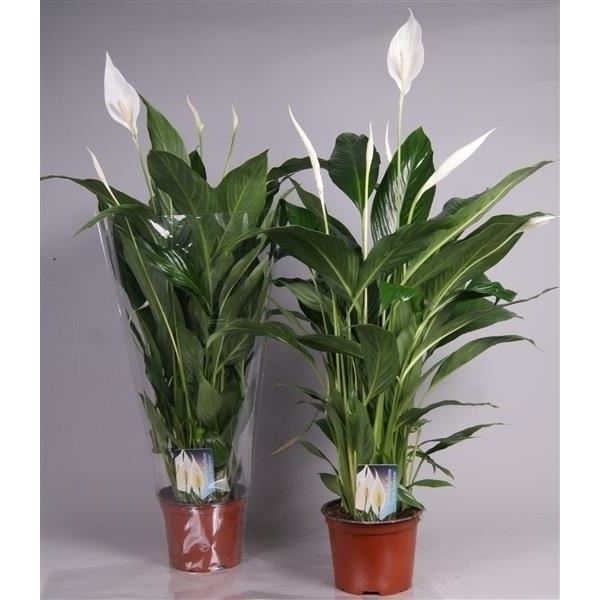 Spathiphyllum cupido compacto 1 Spathiphyllum cupido compacto