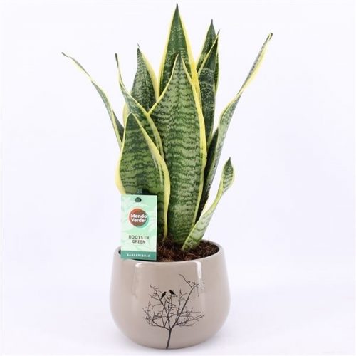 Sansevieria trifasciata futura superba