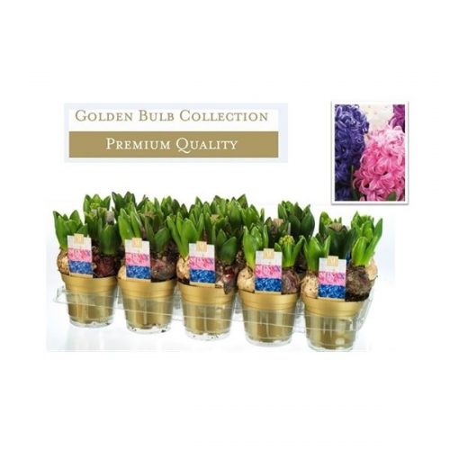Hyacinthus mix carnaval