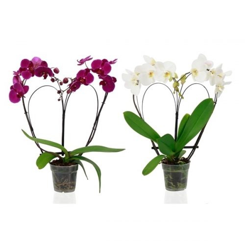 Phalaenopsis elegant cascade mix