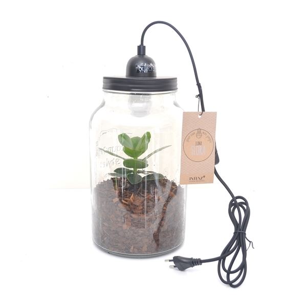 Luma flora - lamp 1 Luma flora - lamp
