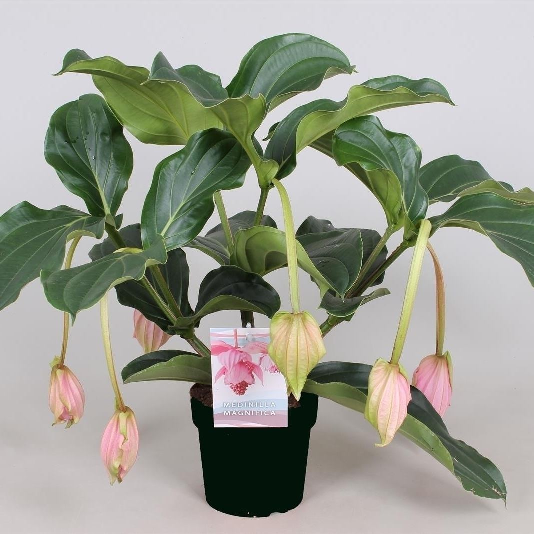 Medinilla magnifica