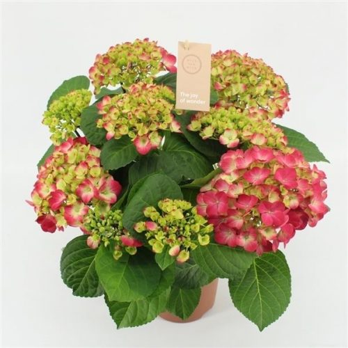 Hydrangea macr. hot red
