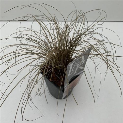 Carex comans bronze form