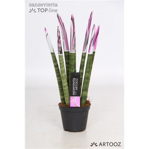 Sansevieria cylindrica spaghetti artooz roze