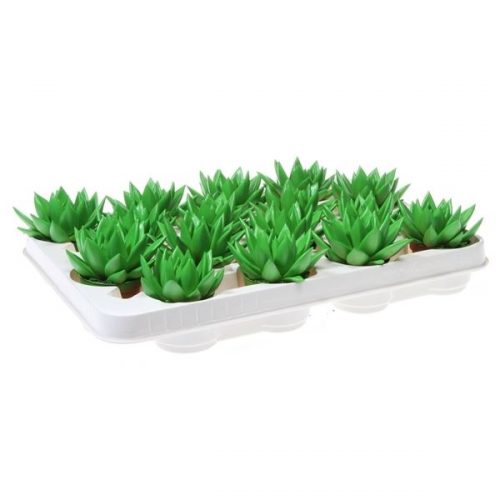 Echeveria miranda rainbow bright green