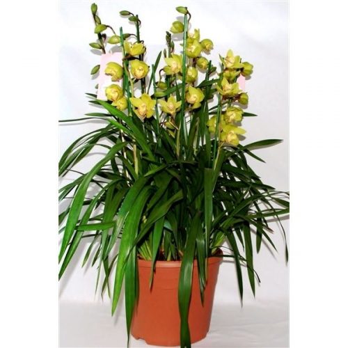 Cymbidium groen