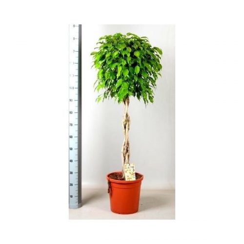 Ficus benjamina exotica