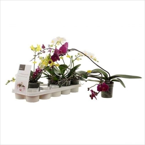 Phalaenopsis liberto mix