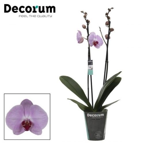 Phalaenopsis sacramento	phal. sacramento - 2 spike 12cm	-	4	-	Adet