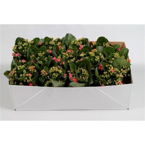 Kalanchoe roze favorita