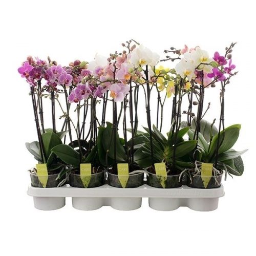 Phalaenopsis multiflora mix 4star quality