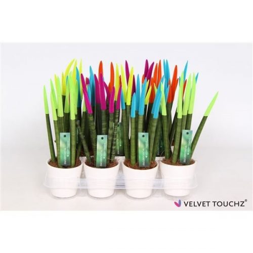 Sansevieria cylindrica spaghetti velvet svt11mk012