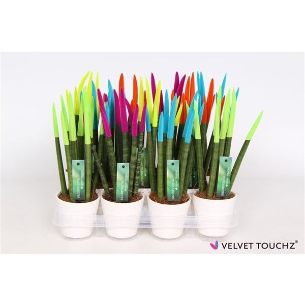 Sansevieria cylindrica spaghetti velvet svt11mk012 1 Sansevieria cylindrica spaghetti velvet svt11mk012