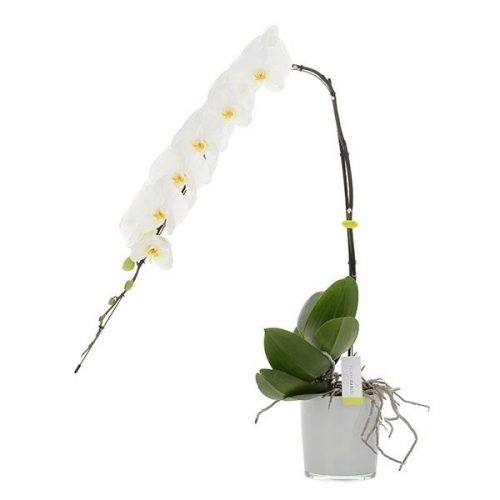 Phalaenopsis formidablo gfo15g