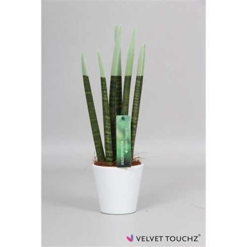 Sansevieria cylindrica spaghetti velvet svt10mk24