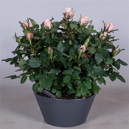 Rosa patio-hit catalina