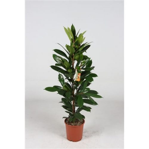 Ficus cyathistipula