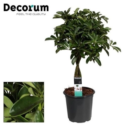 Schefflera arboricola compacta		-	1	-	Adet