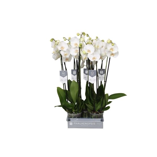 Phalaenopsis white world 1 Phalaenopsis white world