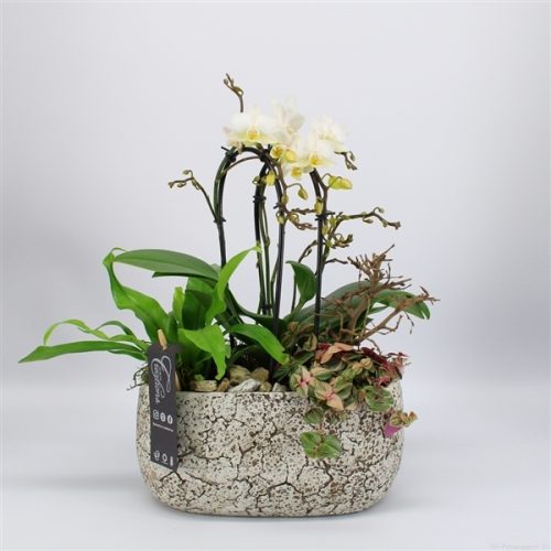 Phal-2008w phalaenopsis creatie	-	4	-	Adet