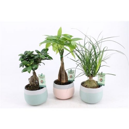 Kamerplanten mix asia