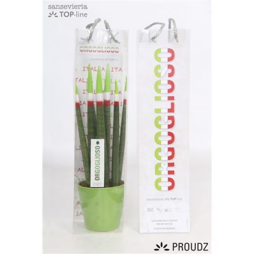 Sansevieria cilindrica proudz italie