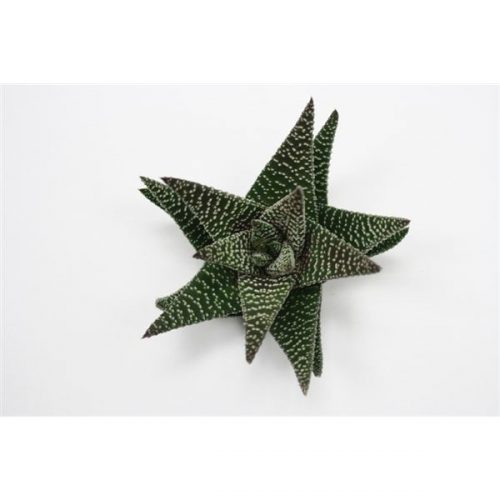 Gasworthia royal highness