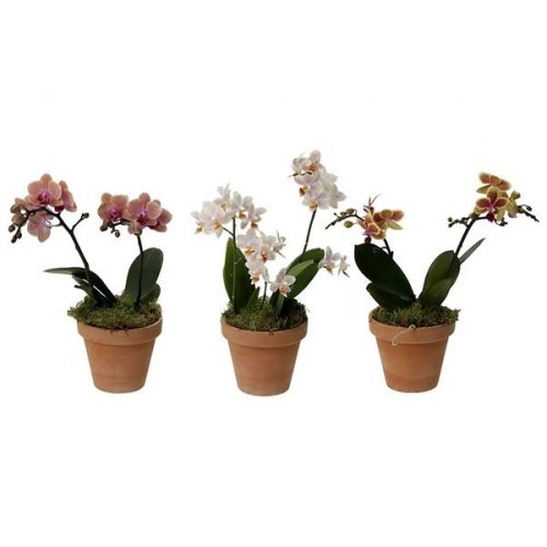 Phalaenopsis multiflora kolibri mix 12botan