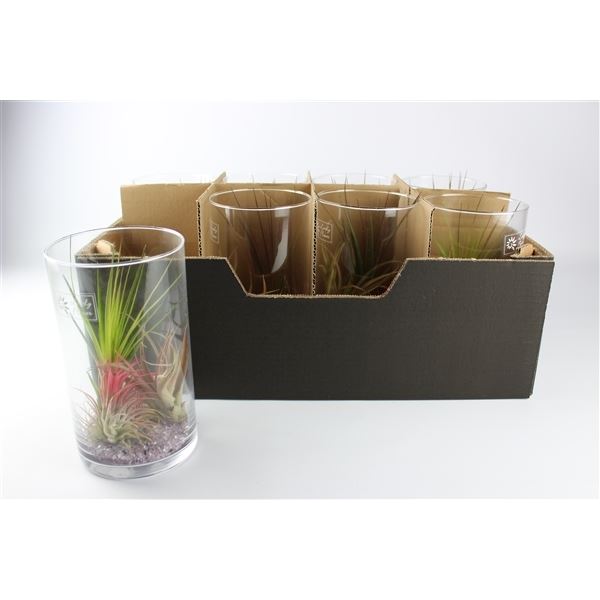 Arrangementen tillandsia mix 101609