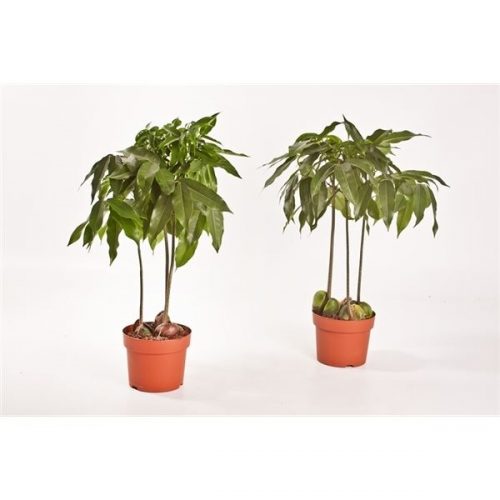 Castanospermum australe castanos