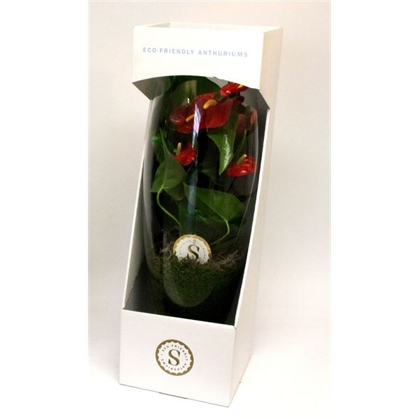 Anthurium andr. royal champion 1 Anthurium andr. royal champion