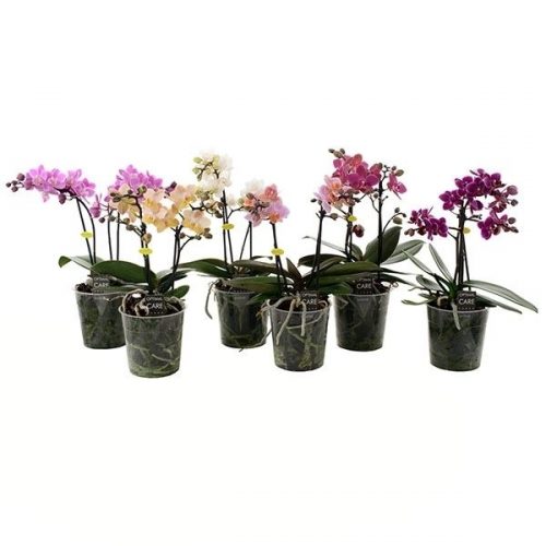 Phalaenopsis multiflora mix nana