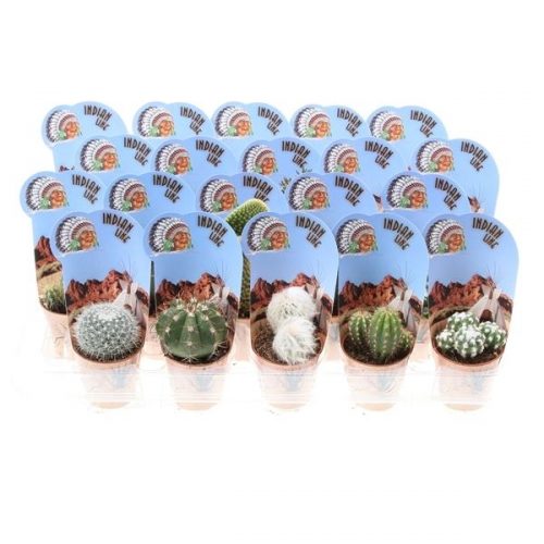 Cactus mix potcover indian line pv5025