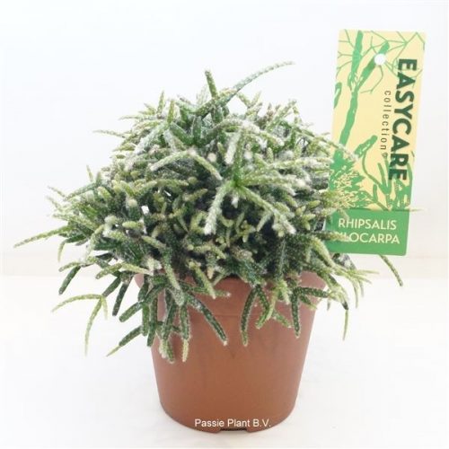 Rhipsalis pilocarpa