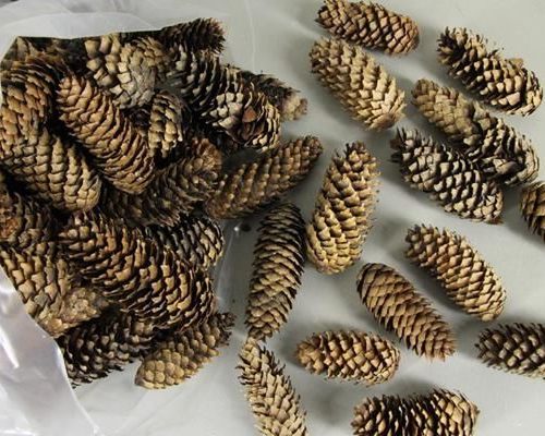 Spruce Cone Natural Bag 5kg - Dennenappel h%