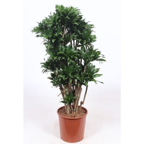 Dracaena fragr. compacta