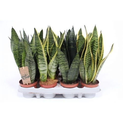 Sansevieria mix