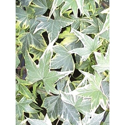 Hedera helix yellow ripple