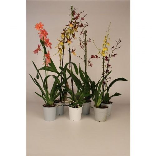 Orchideeën mix budget lang