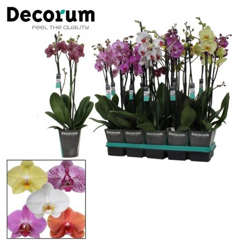 Phalaenopsis mix