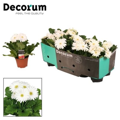 Gerbera wit