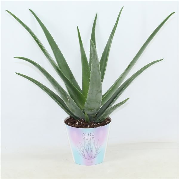 Aloe vera 1 Aloe vera